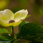 White Blooming Dogwood Branches | Oregon Coastal Flowers LLC White Blooming Dogwood Branches