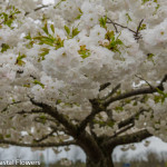 White Flowering Cherry Branches | Oregon Coastal Flowers LLC White Flowering Cherry Branches