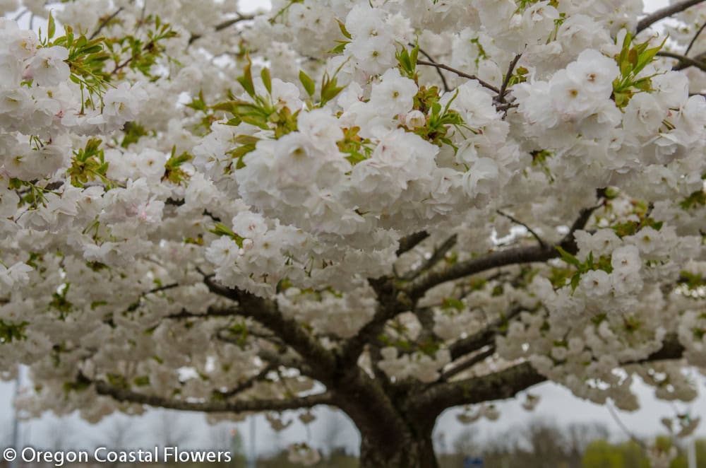 White Flowering Cherry Branches