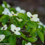 White Flowering Dogwood | Oregon Coastal Flowers LLC White Flowering Dogwood