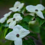 White Flowering Dogwood Branches | Oregon Coastal Flowers LLC White Flowering Dogwood Branches