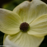 White Flowering Dogwood Branches | Oregon Coastal Flowers LLC White Flowering Dogwood Branches