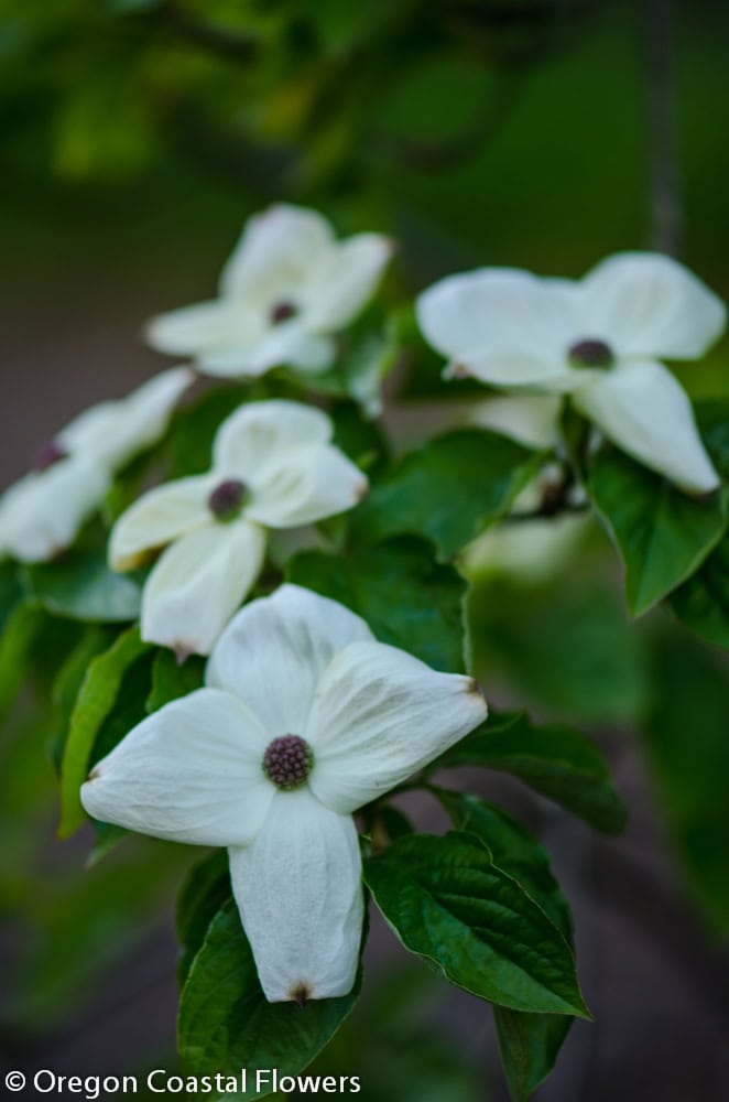 White flowering dogwood branches