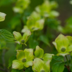 Wholesale Blooming Dogwood Branches | Oregon Coastal Flowers LLC Wholesale Blooming Dogwood Branches