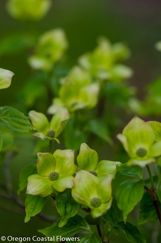 Green flowering dogwood (immature white) blooming