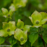 Wholesale Flowering Dogwood Branches | Oregon Coastal Flowers LLC Wholesale Flowering Dogwood Branches
