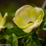 Wholesale Green Flowering Dogwood | Oregon Coastal Flowers LLC Wholesale Green Flowering Dogwood