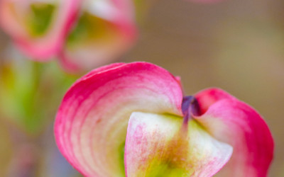 Pink or Green Flowering Dogwood Branches