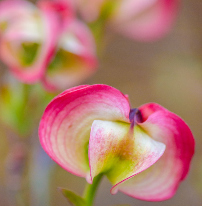 Pink or Green Flowering Dogwood Branches