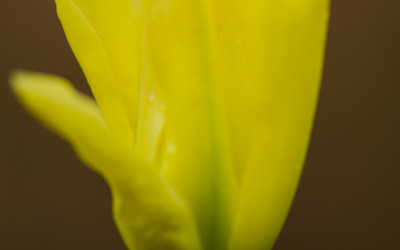 Yellow Tulip Magnolia Flowering Branches 4.17.17