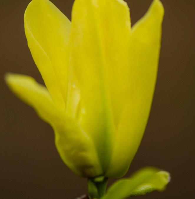 Yellow Tulip Magnolia Flowering Branches 4.17.17