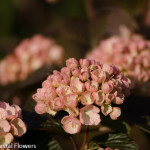 Bridal Bouquet Pink Snowball Viburnum | Oregon Coastal Flowers LLC Bridal Bouquet Pink Snowball Viburnum