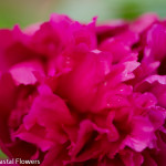 Dark Pink Peony Wedding Flower | Oregon Coastal Flowers LLC Dark Pink Peony Wedding Flower