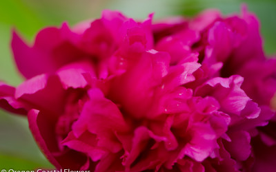 American Grown Coral Charm, Pink, Red, White Peonies