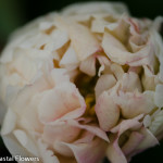 Early Season White Peony | Oregon Coastal Flowers LLC Early Season White Peony
