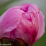 Fresh Local Pink Peony | Oregon Coastal Flowers LLC Fresh Local Pink Peony