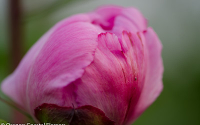 White & Pink Peonies