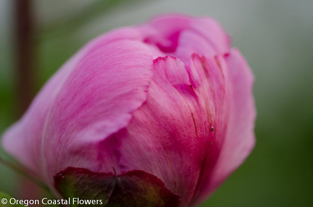 White & Pink Peonies