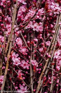 Hot Pink Prunus Branches | Oregon Coastal Flowers LLC hot pink prunus branches