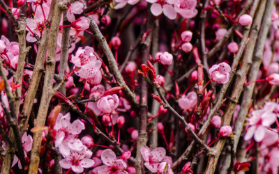 2.21.21 Pink Prunus Branches