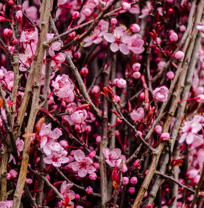 2.21.21 Pink Prunus Branches