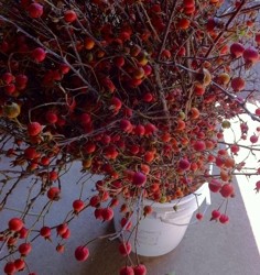 Tall Rose Hips Available for Fall Events.