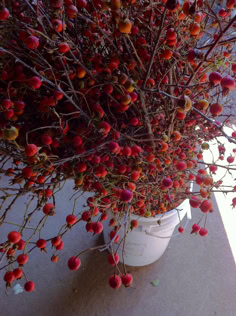Tall Rose Hips Available for Fall Events.