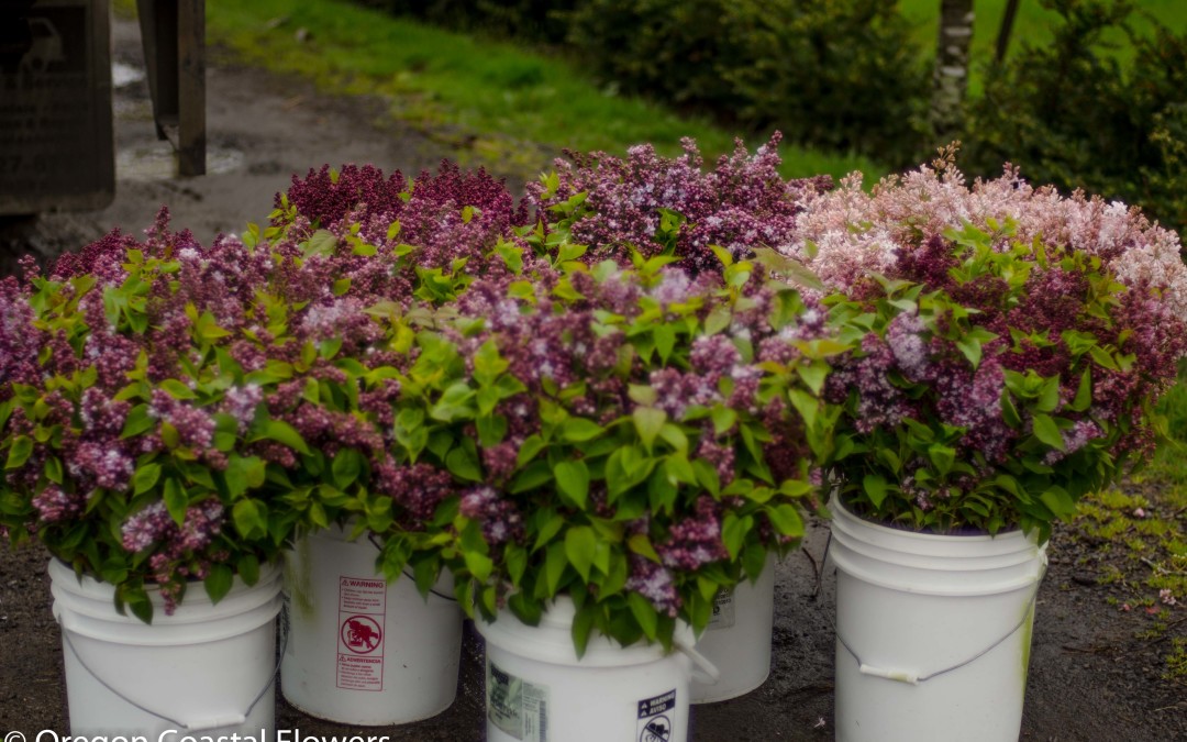 Lavender and Purple Lilac