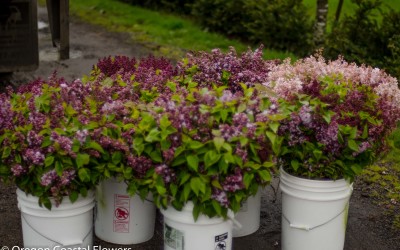 Lavender and Purple Lilac