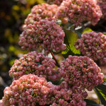 Locally Grown Pink Snowball Viburnum | Oregon Coastal Flowers LLC Locally Grown Pink Snowball Viburnum