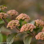 Perfect Pink Snowball Viburnum | Oregon Coastal Flowers LLC Perfect Pink Snowball Viburnum