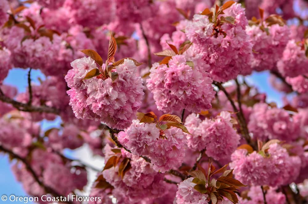 Pink Cherry Branches