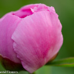 Pink peony with a lavender hue | Oregon Coastal Flowers LLC Pink peony with a lavender hue