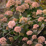 Pink Snowball Viburnum | Oregon Coastal Flowers LLC Pink Snowball Viburnum