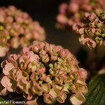 Pink Snowball Viburnum Wedding Flowers | Oregon Coastal Flowers LLC Pink Snowball Viburnum Wedding Flowers