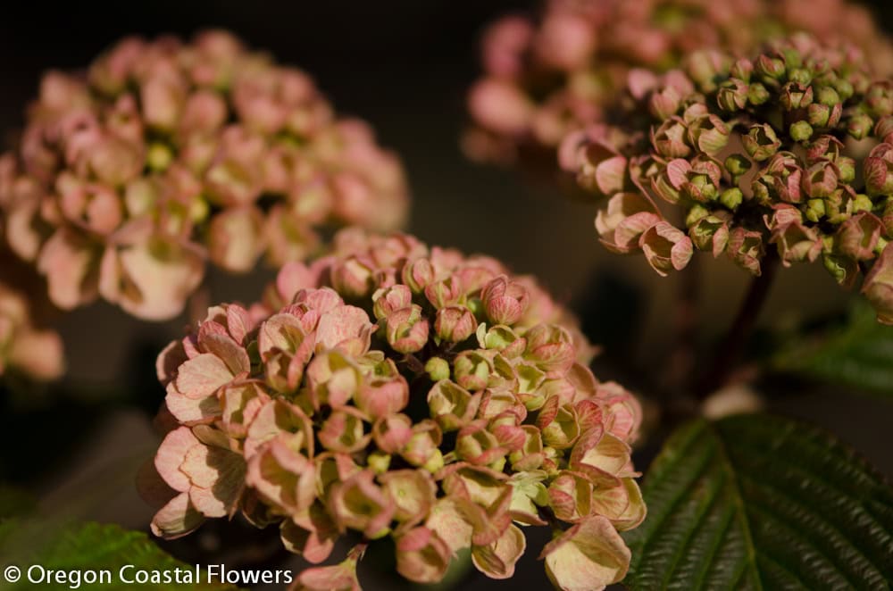 Pink snowball viburnum wedding flowers