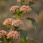 Pink Spring Snowball Viburnum | Oregon Coastal Flowers LLC Pink Spring Snowball Viburnum
