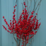 Red Holiday Ilex Berries | Oregon Coastal Flowers LLC Red Holiday Ilex Berries