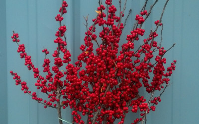 Red Ilex Berries, Christmas Berries 11.07.17