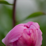 Solid Pink Peony Wedding Flower | Oregon Coastal Flowers LLC Solid Pink Peony Wedding Flower