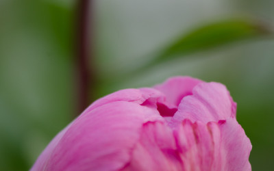 Wholesale, Pink, White, Red Peonies Locally Grown.