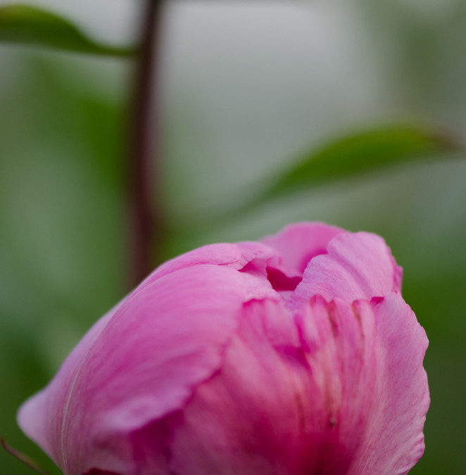 Wholesale, Pink, White, Red Peonies Locally Grown.