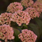 Spring Blooming Pink Snowball Viburnum | Oregon Coastal Flowers LLC Spring Blooming Pink Snowball Viburnum