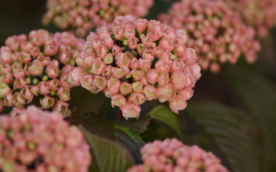 4.25.19 Pink Snowball Viburnum Mary Milton Viburnum Specialty Cut Flowers