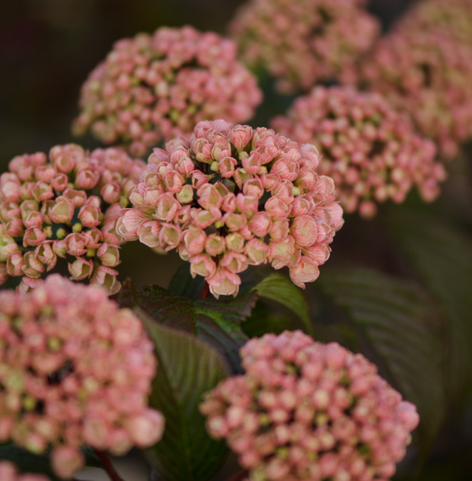 Pink Snowball Viburnum,  American Grown specialty cut flowers