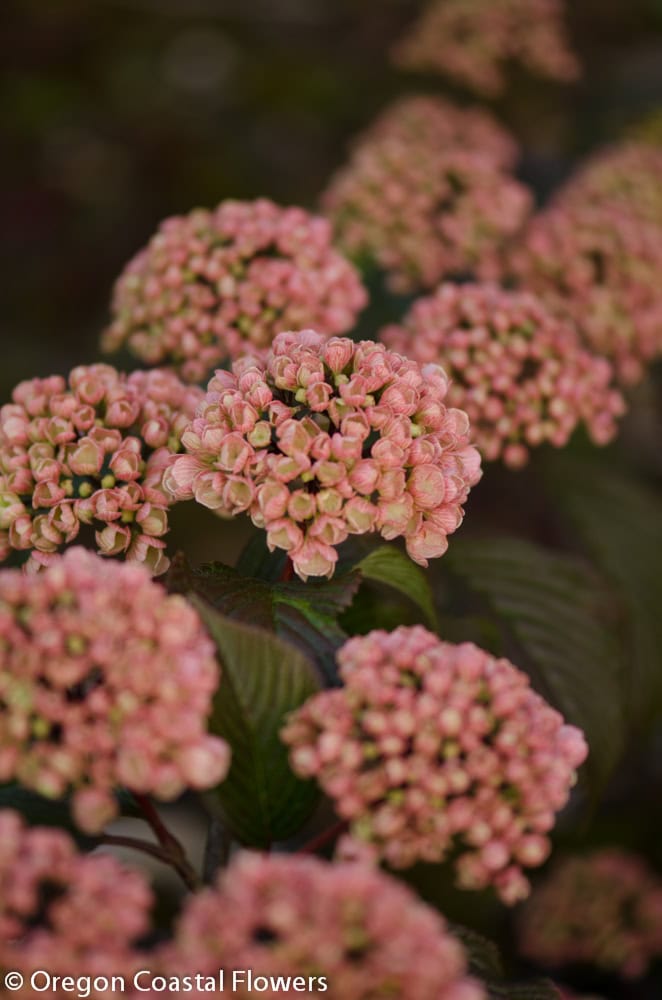 Spring Blooming Pink Snowball Viburnum | Oregon Coastal Flowers LLC Spring Blooming Pink Snowball Viburnum