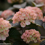 Wholesale Pink Snowball Viburnum | Oregon Coastal Flowers LLC Wholesale Pink Snowball Viburnum