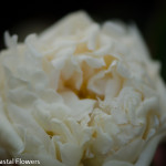 Wholesale White Peony | Oregon Coastal Flowers LLC Wholesale White Peony