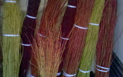 Hand Stripped Yellow Dogwood Branches