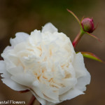 Bridal Bouquet White Peony | Oregon Coastal Flowers LLC Bridal Bouquet White Peony